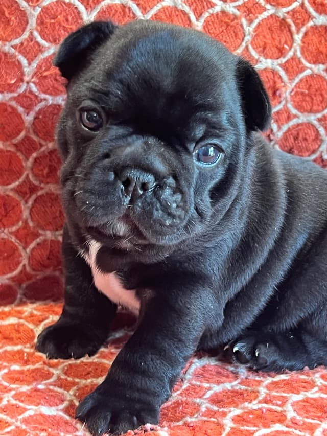 Champion Sired French Bulldog Puppies media 7