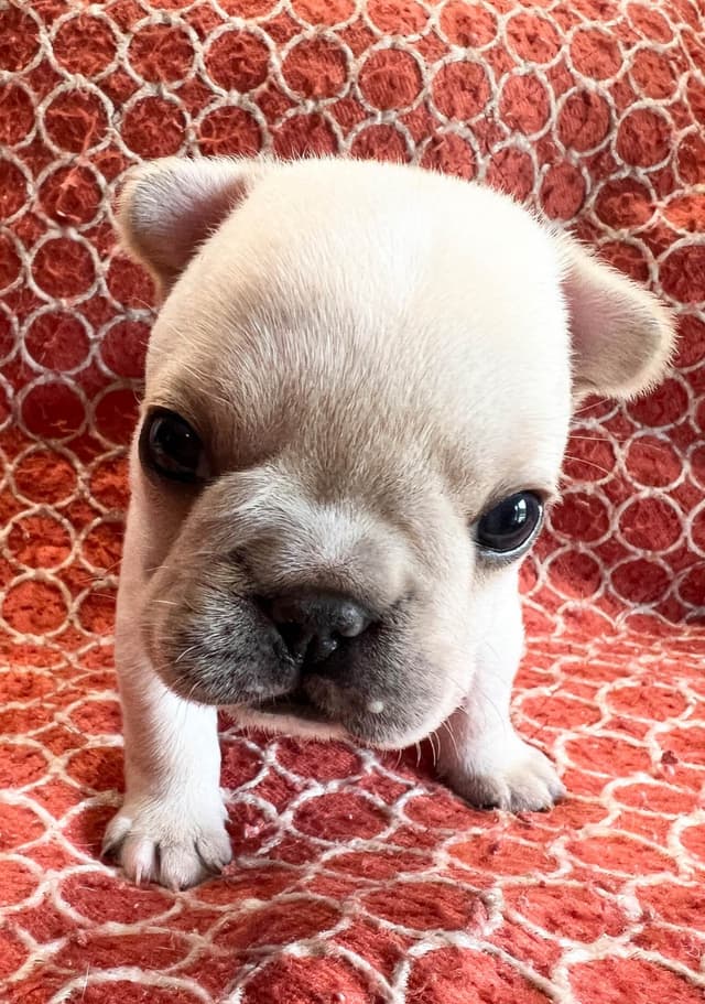 Champion Sired French Bulldog Puppies media 8