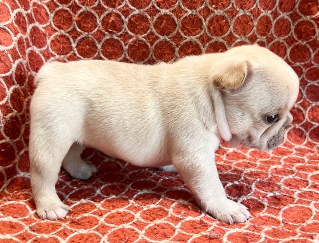 Champion Sired French Bulldog Puppies media 9