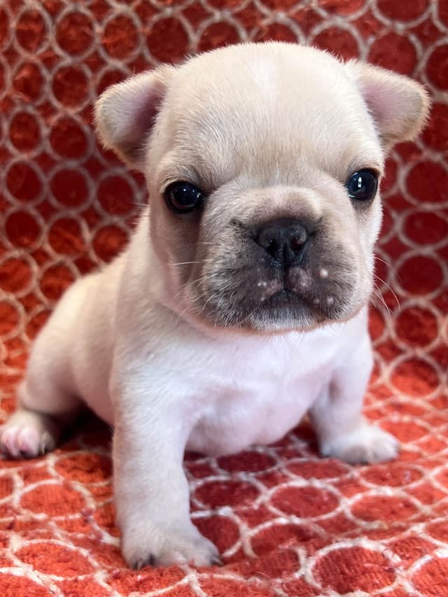 Champion Sired French Bulldog Puppies media 10