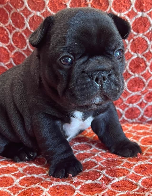 Champion Sired French Bulldog Puppies media 5