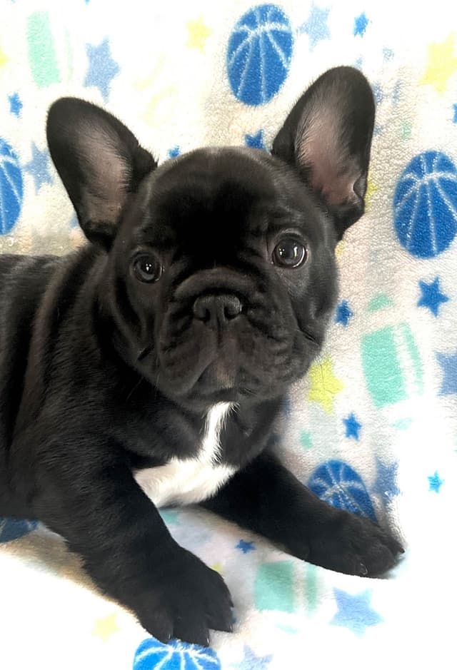 Champion Sired French Bulldog Puppies media 2