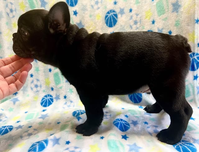 Champion Sired French Bulldog Puppies media 3