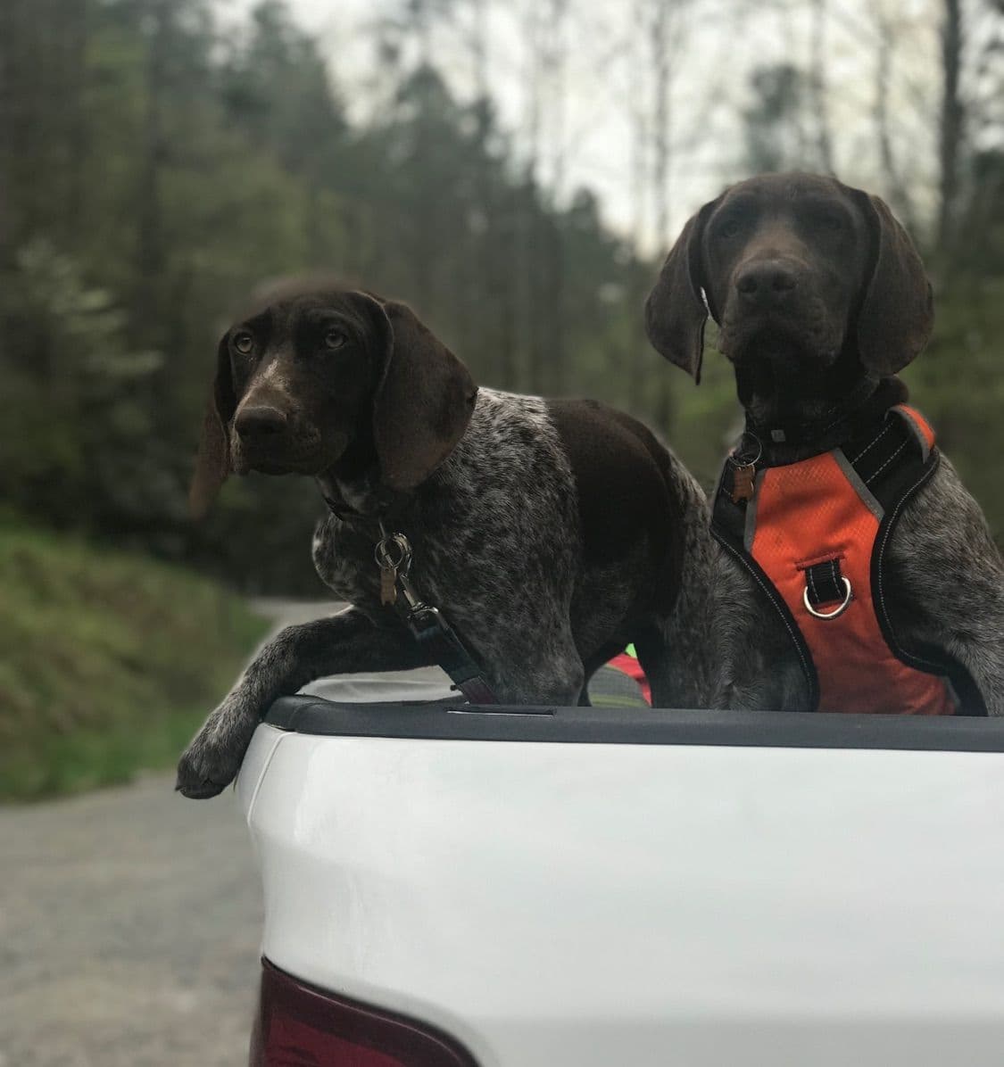 German Shorthaired Pointer Puppies breeder image 1