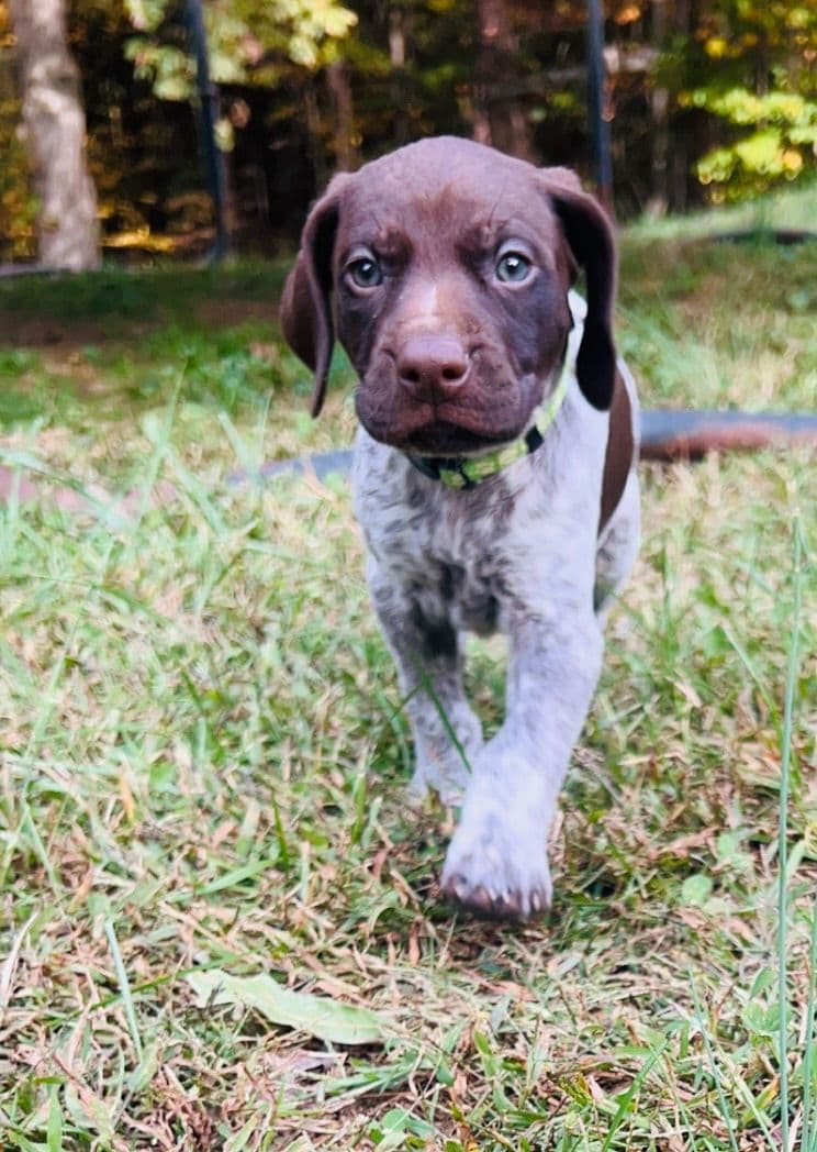 German Shorthaired Pointer Puppies breeder image 2
