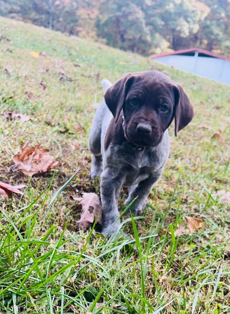 German Shorthaired Pointer Puppies breeder image 3