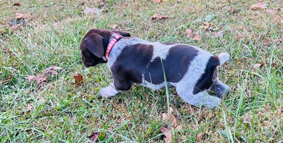 German Shorthaired Pointer Puppies breeder image 4