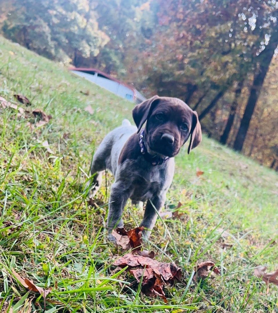 German Shorthaired Pointer Puppies breeder image 5
