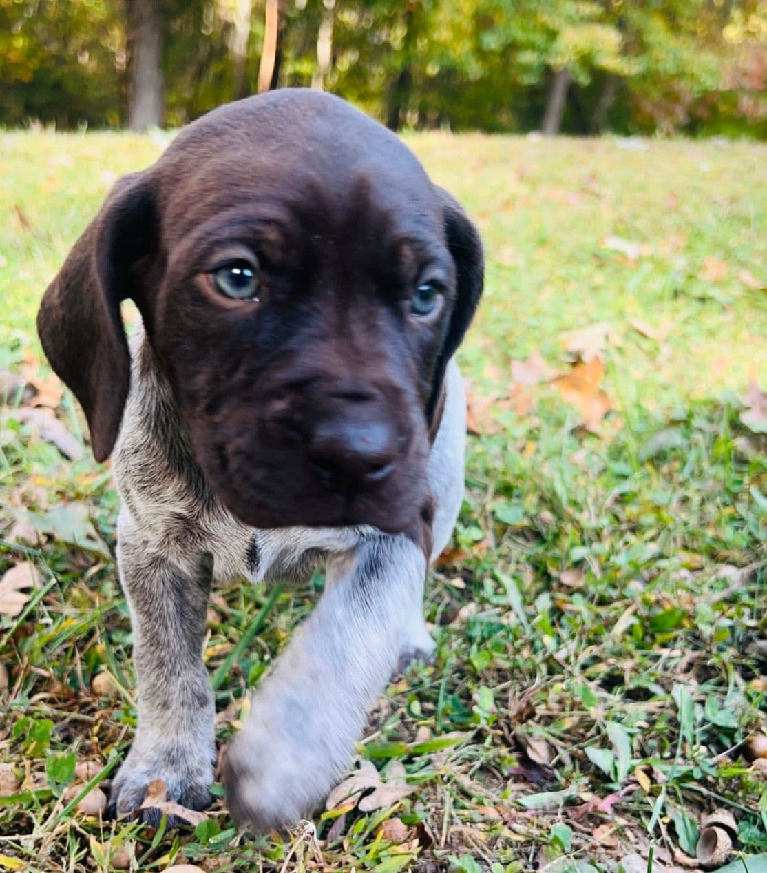 German Shorthaired Pointer Puppies breeder image 6