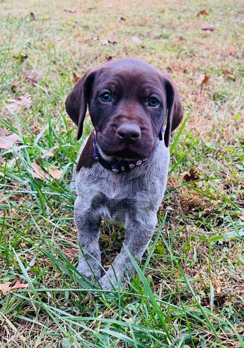 German Shorthaired Pointer Puppies breeder image 7