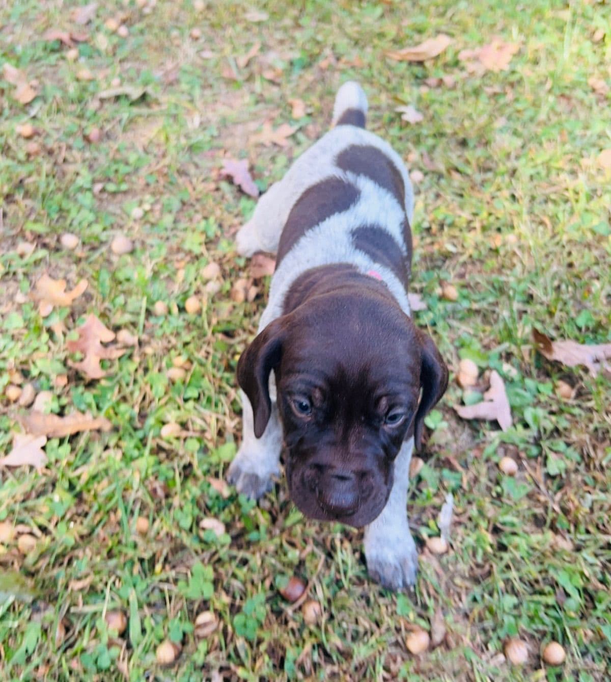 German Shorthaired Pointer Puppies breeder image 8