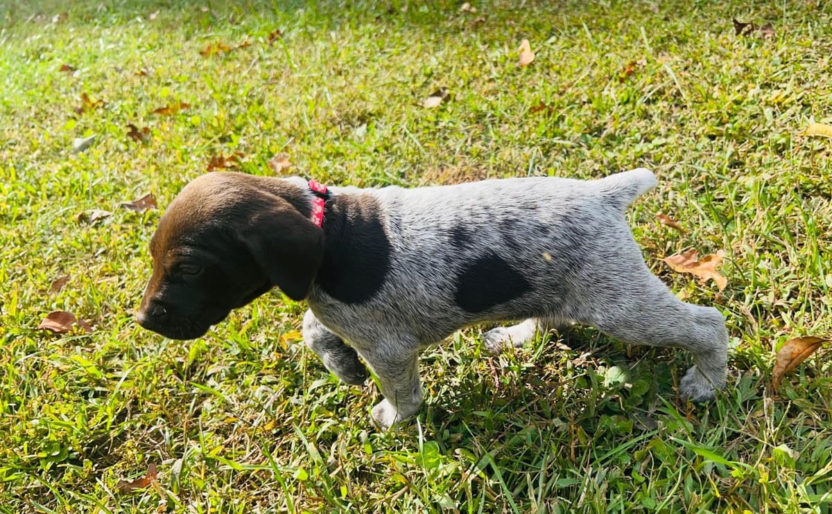 German Shorthaired Pointer Puppies breeder image 9