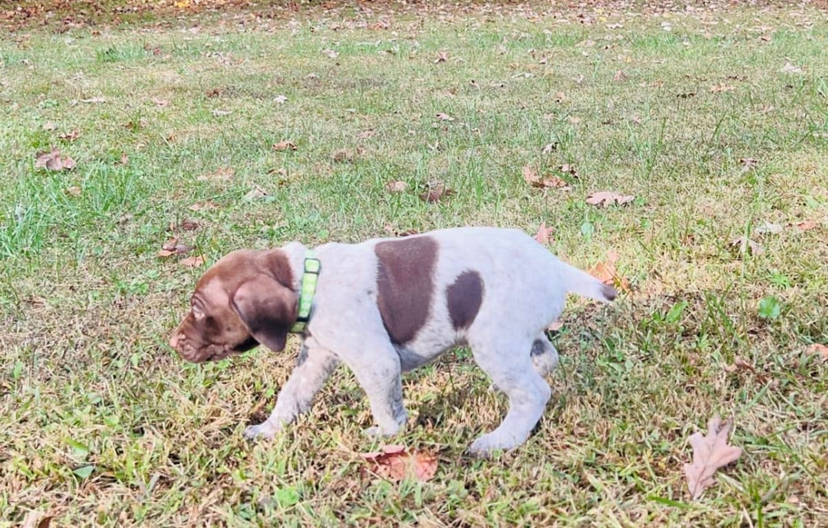 German Shorthaired Pointer Puppies breeder image 11
