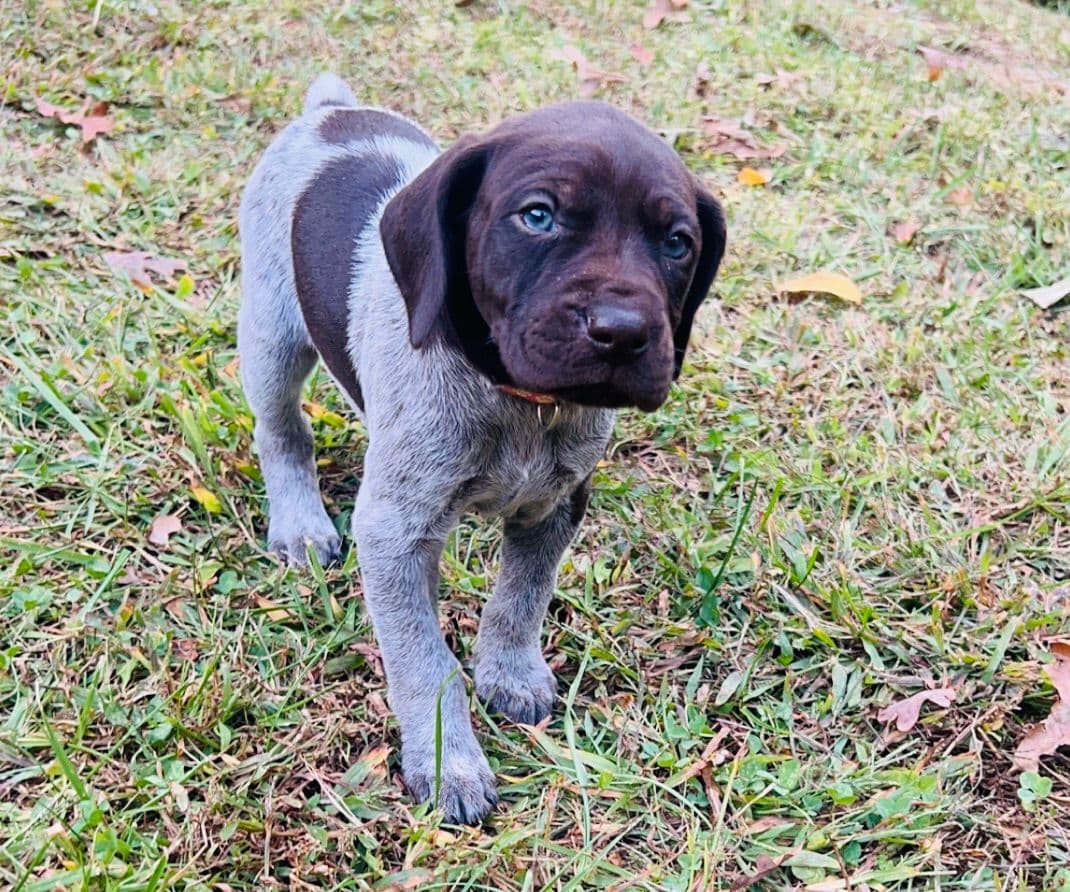 German Shorthaired Pointer Puppies breeder image 10
