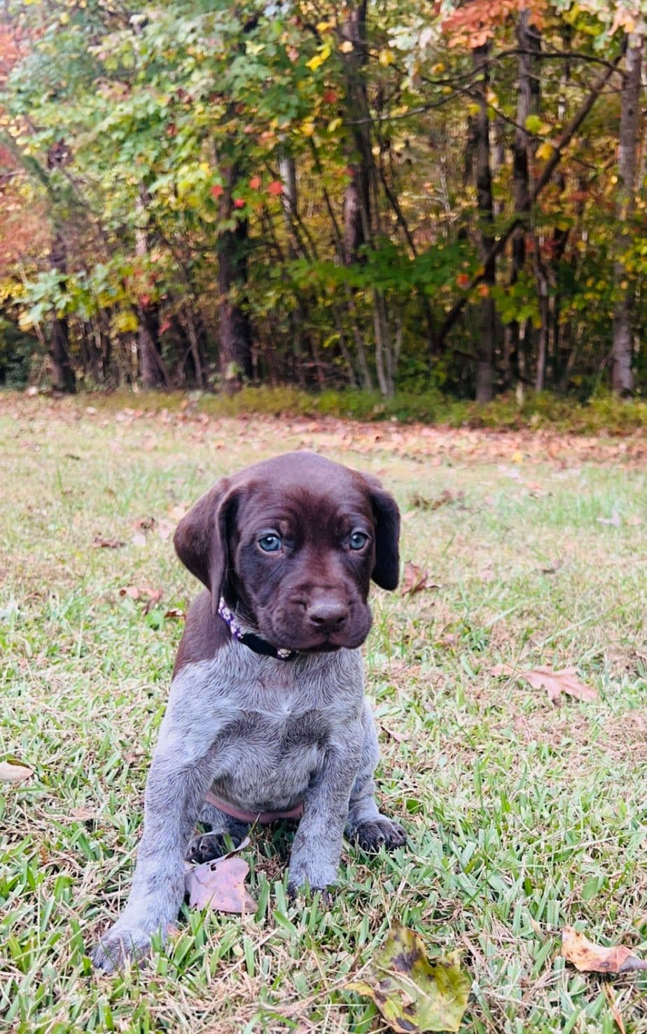 German Shorthaired Pointer Puppies breeder image 12