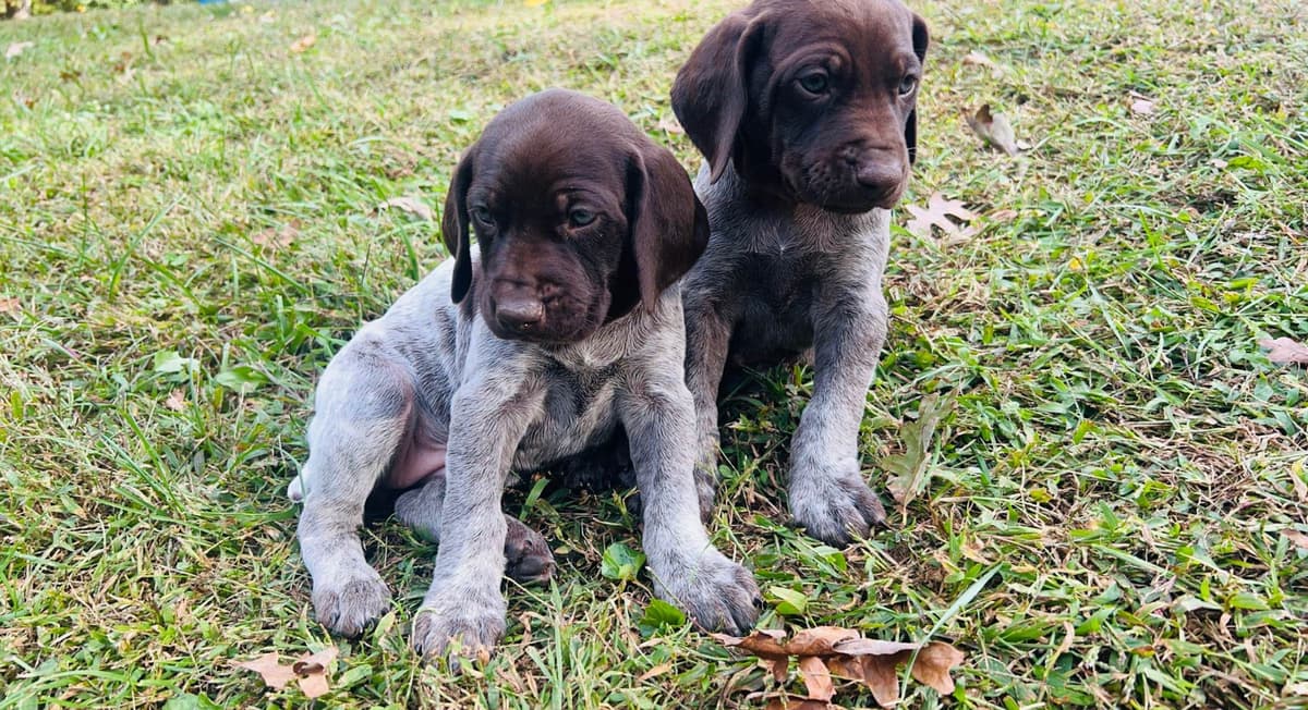 German Shorthaired Pointer Puppies breeder image 13