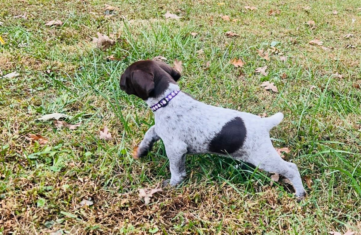 German Shorthaired Pointer Puppies breeder image 14