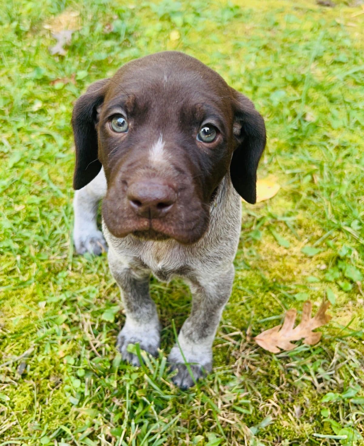 German Shorthaired Pointer Puppies breeder image 15