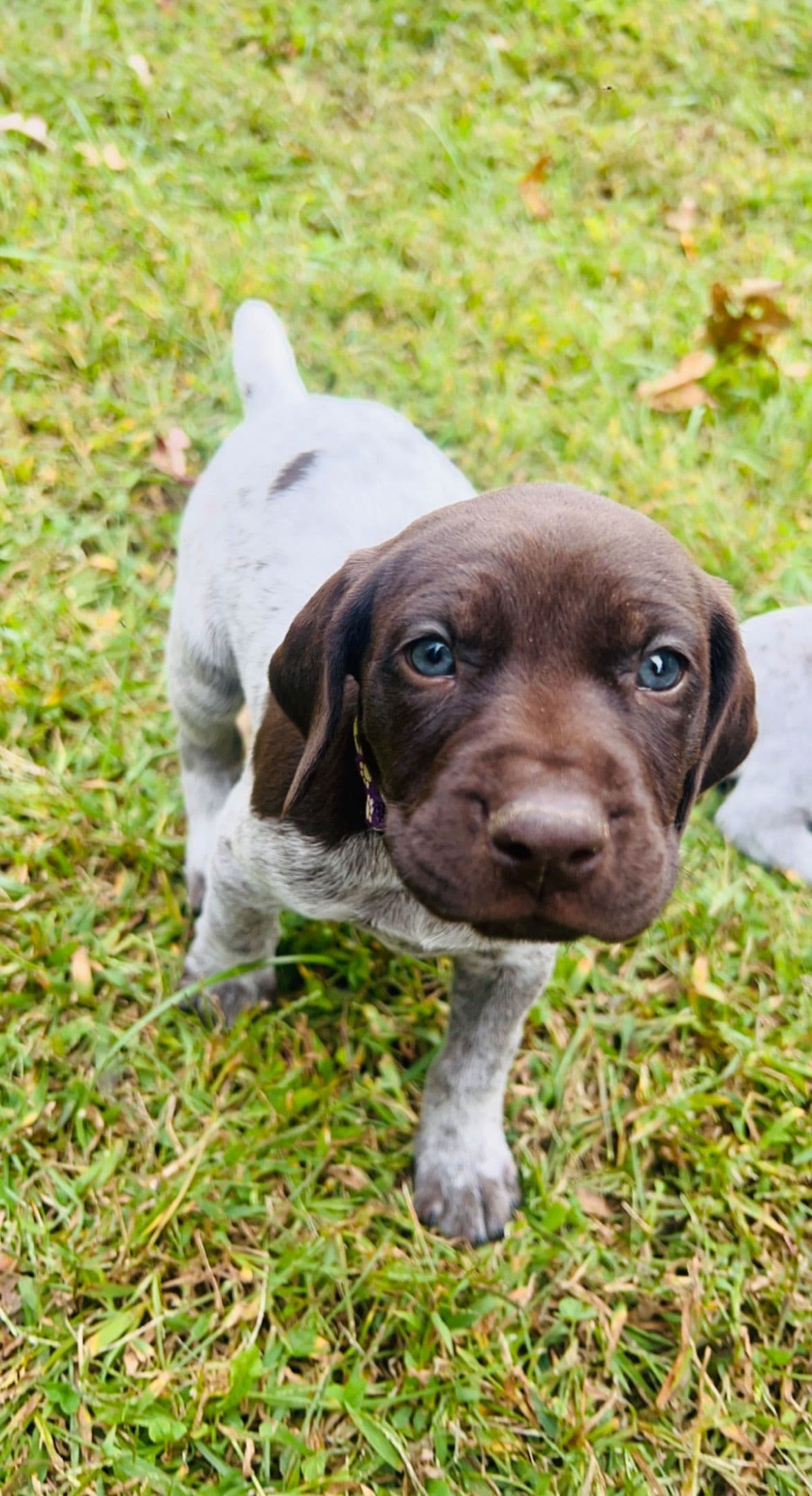 German Shorthaired Pointer Puppies breeder image 16
