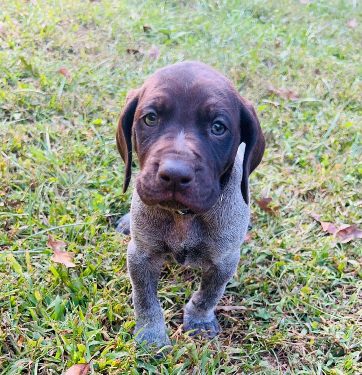 German Shorthaired Pointer Puppies breeder image 17