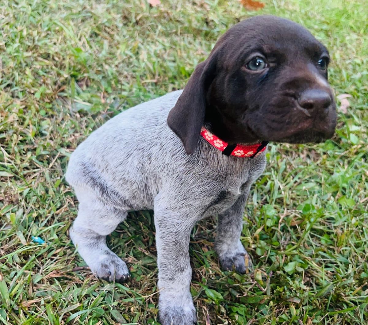 German Shorthaired Pointer Puppies breeder image 18