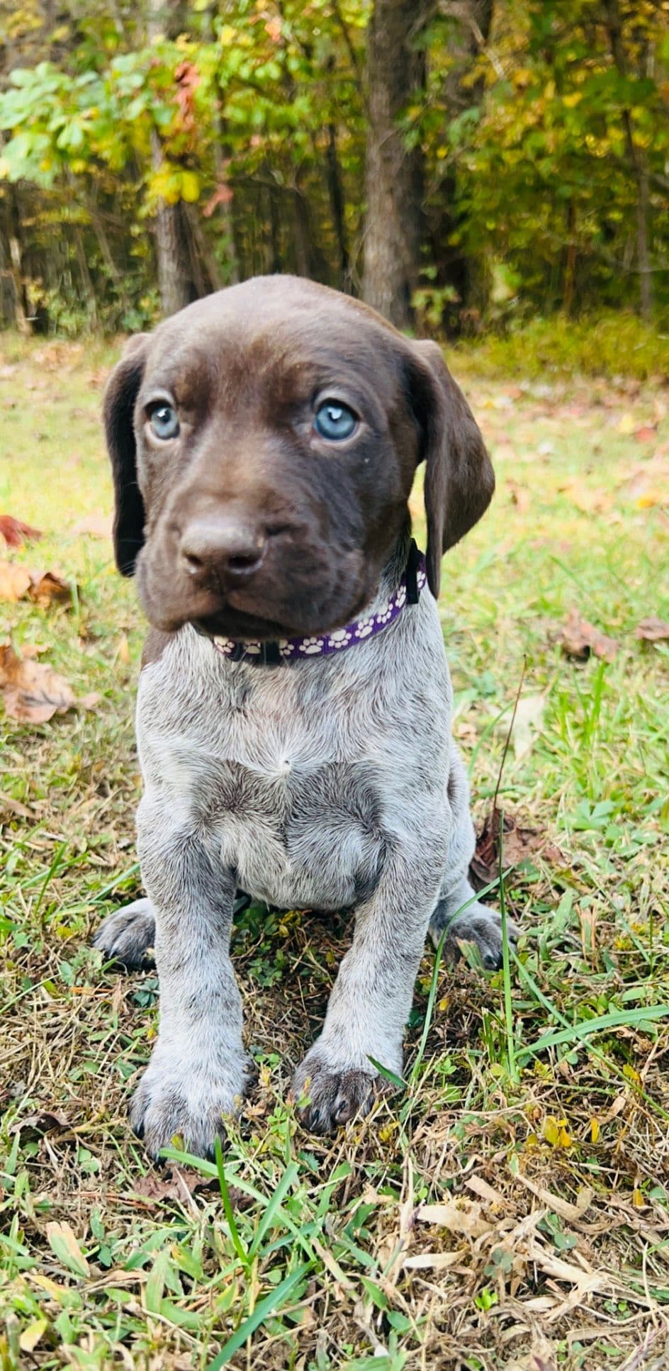 German Shorthaired Pointer Puppies breeder image 19