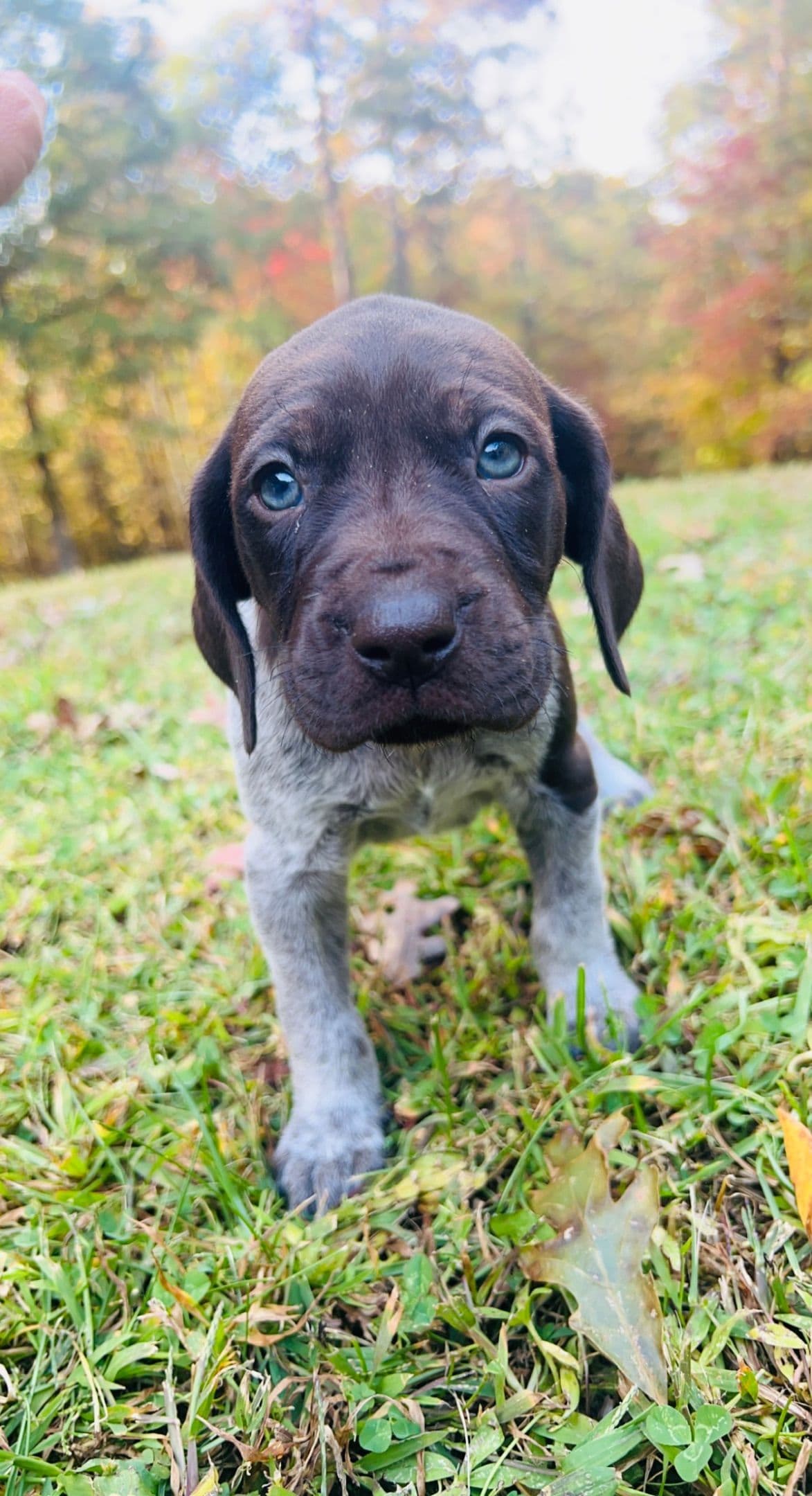 German Shorthaired Pointer Puppies breeder image 20