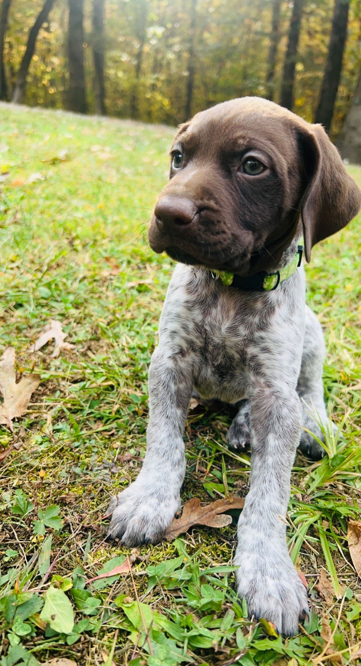 German Shorthaired Pointer Puppies breeder image 22