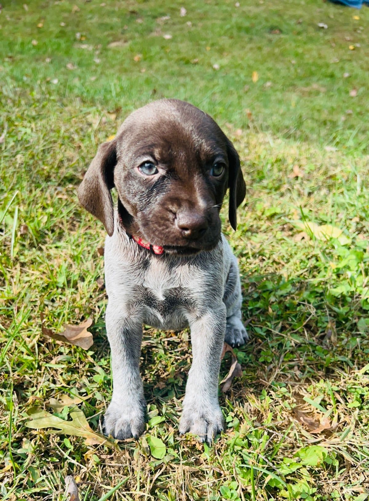 German Shorthaired Pointer Puppies breeder image 24