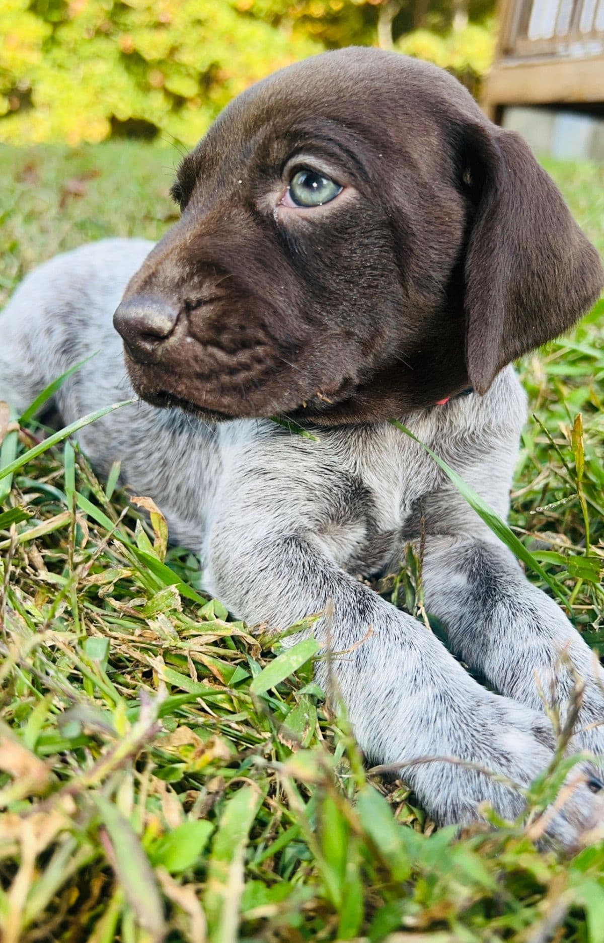 German Shorthaired Pointer Puppies breeder image 23