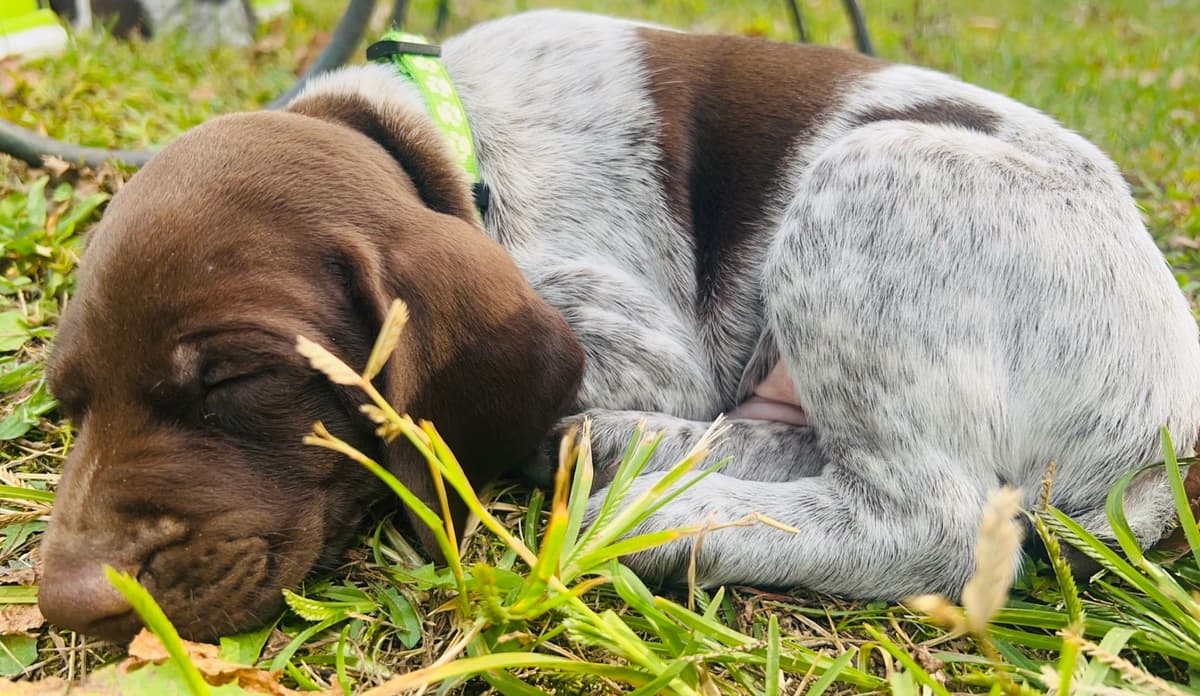German Shorthaired Pointer Puppies breeder image 26