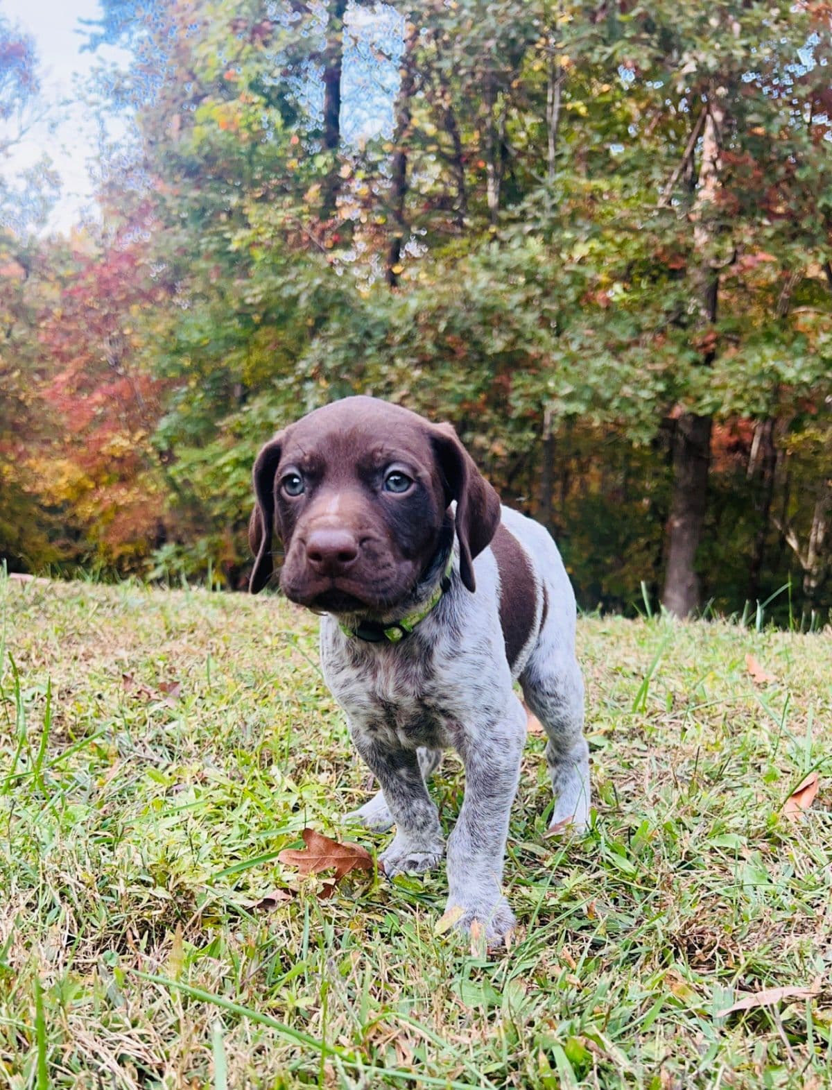 German Shorthaired Pointer Puppies breeder image 25