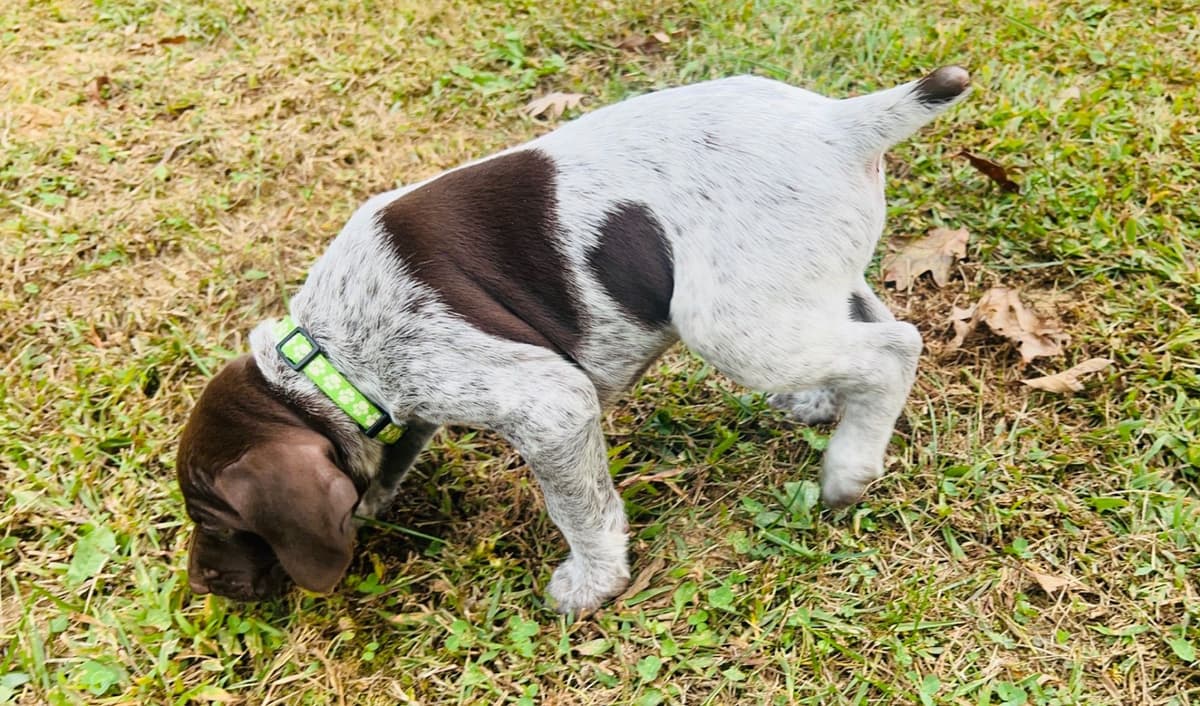 German Shorthaired Pointer Puppies breeder image 28
