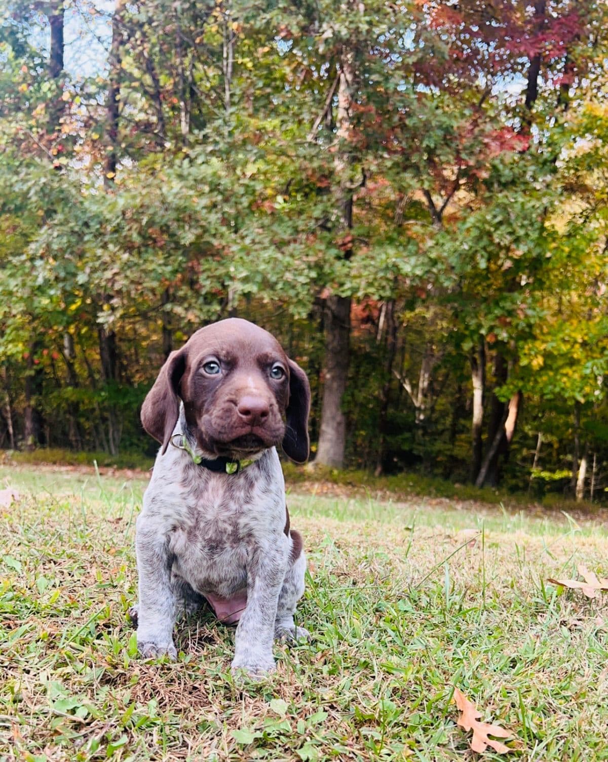 German Shorthaired Pointer Puppies breeder image 27
