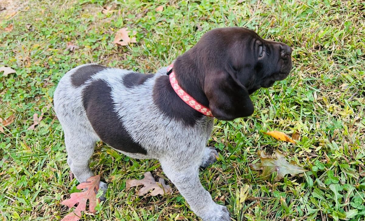 German Shorthaired Pointer Puppies breeder image 29