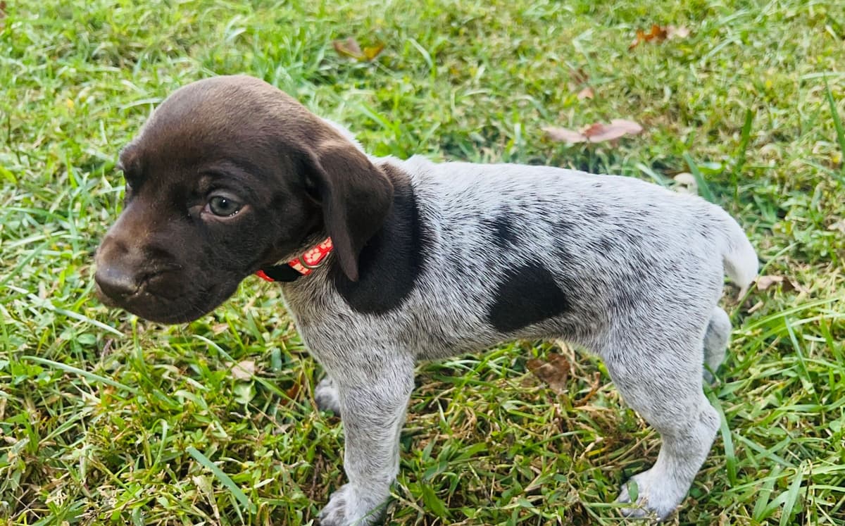German Shorthaired Pointer Puppies breeder image 30