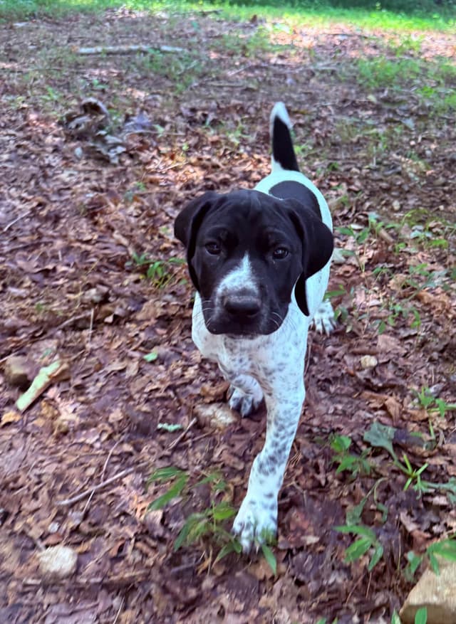 German Shorthaired Pointer Puppies media 7