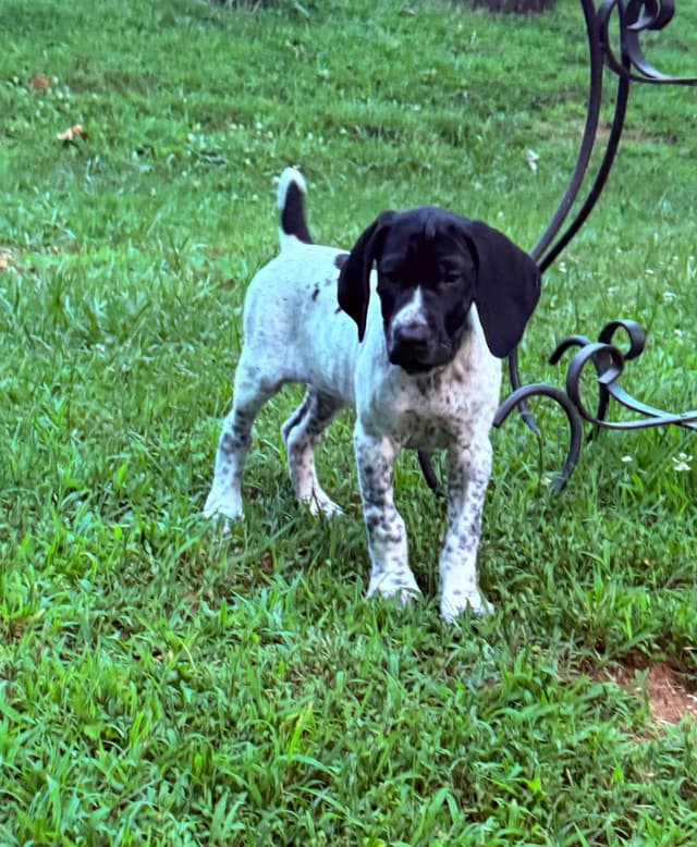 German Shorthaired Pointer Puppies media 10