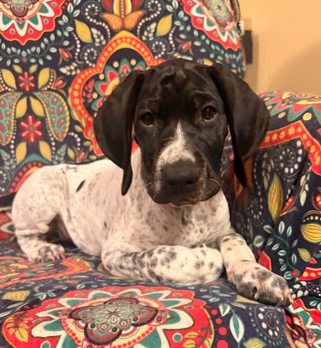German Shorthaired Pointer Puppies media 30