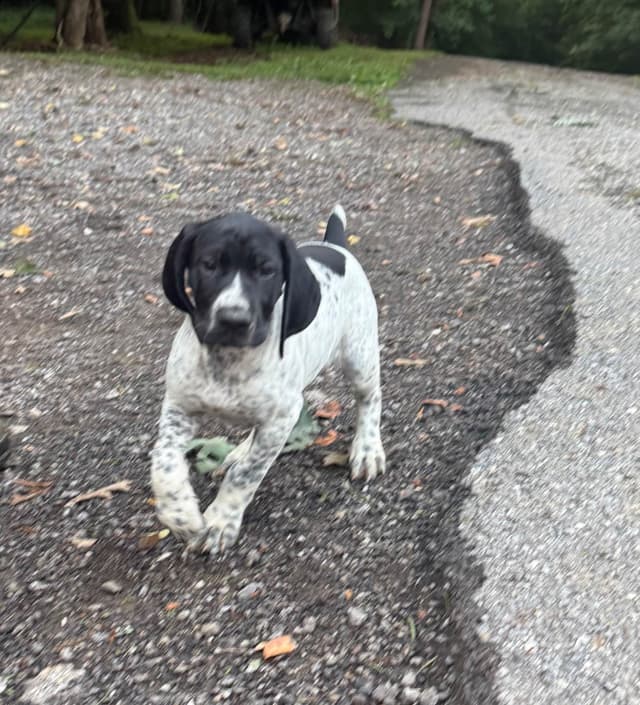 German Shorthaired Pointer Puppies media 3