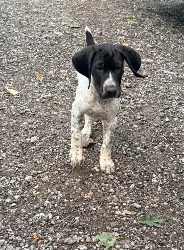 German Shorthaired Pointer Puppies media 12