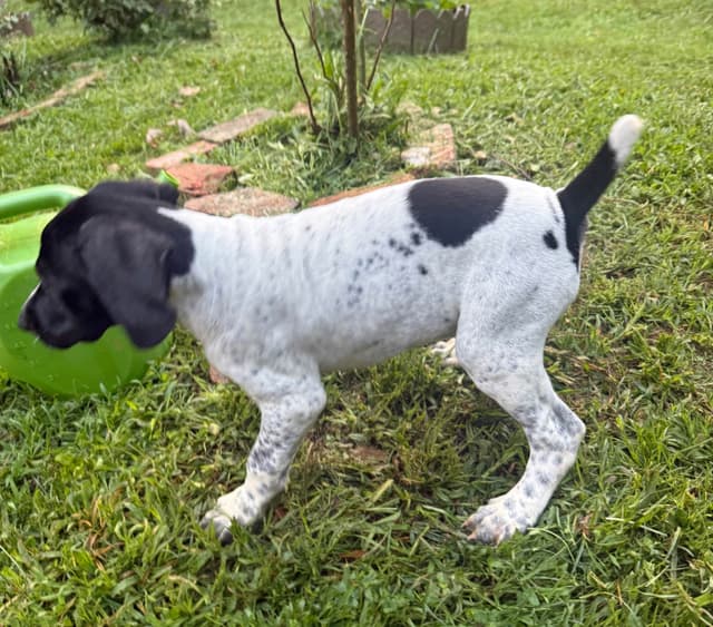 German Shorthaired Pointer Puppies media 16