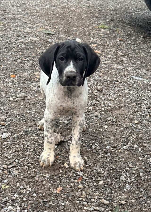 German Shorthaired Pointer Puppies media 4