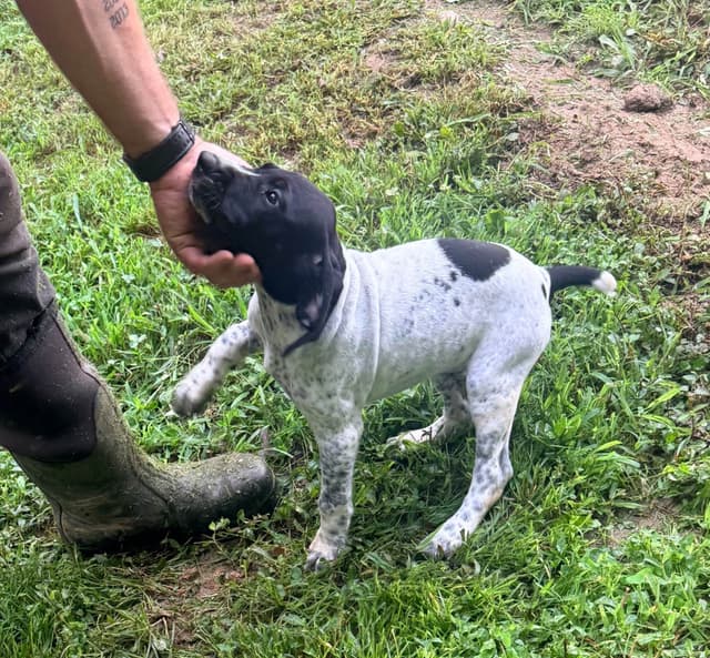 German Shorthaired Pointer Puppies media 18