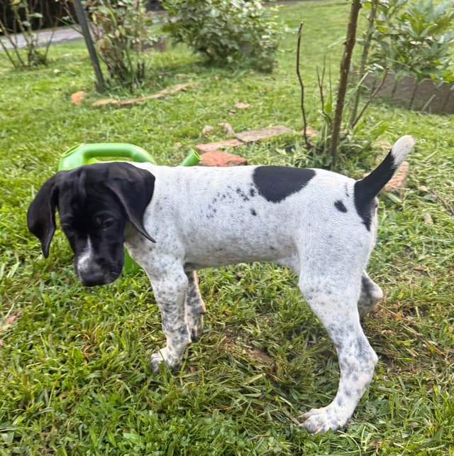 German Shorthaired Pointer Puppies media 22
