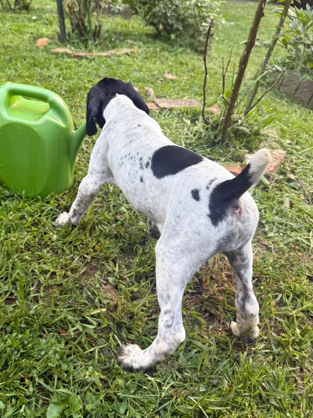 German Shorthaired Pointer Puppies media 23