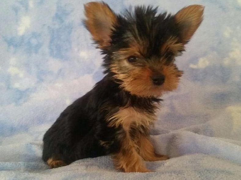 Yorkshire Terrier Puppies breeder image 1