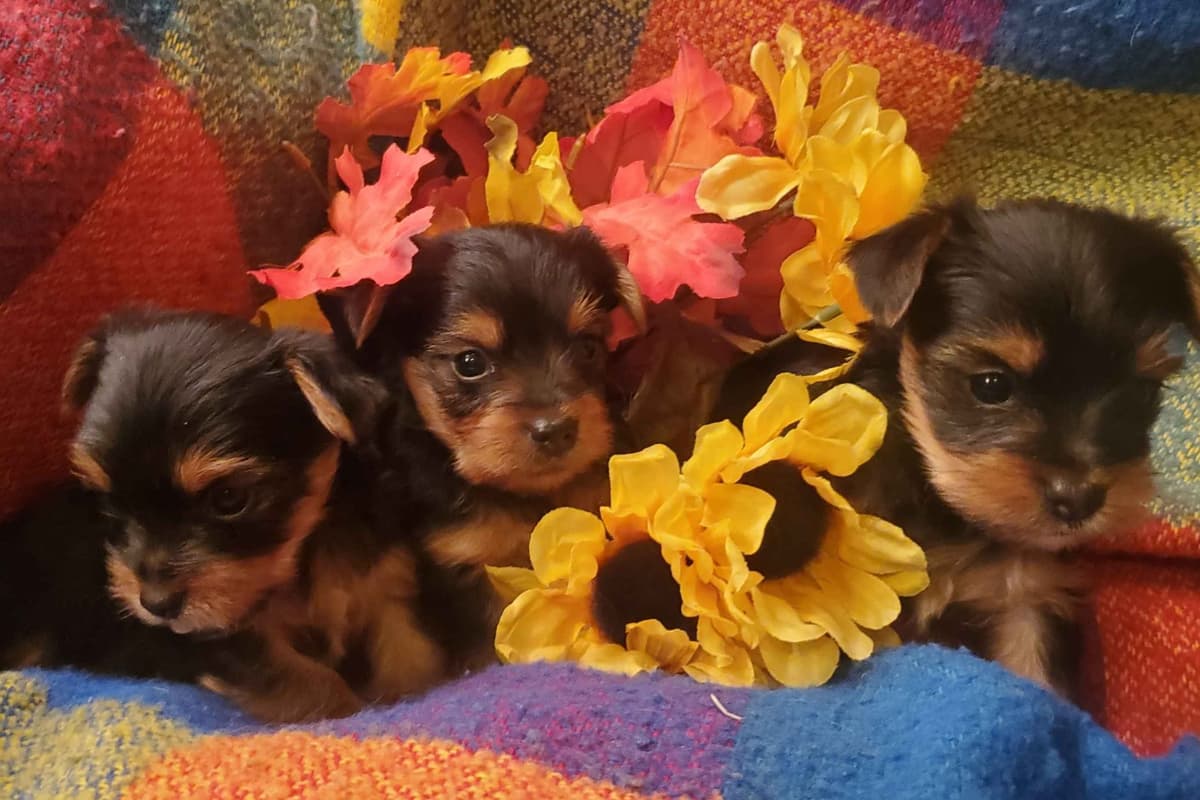 Yorkshire Terrier Puppies breeder image 2