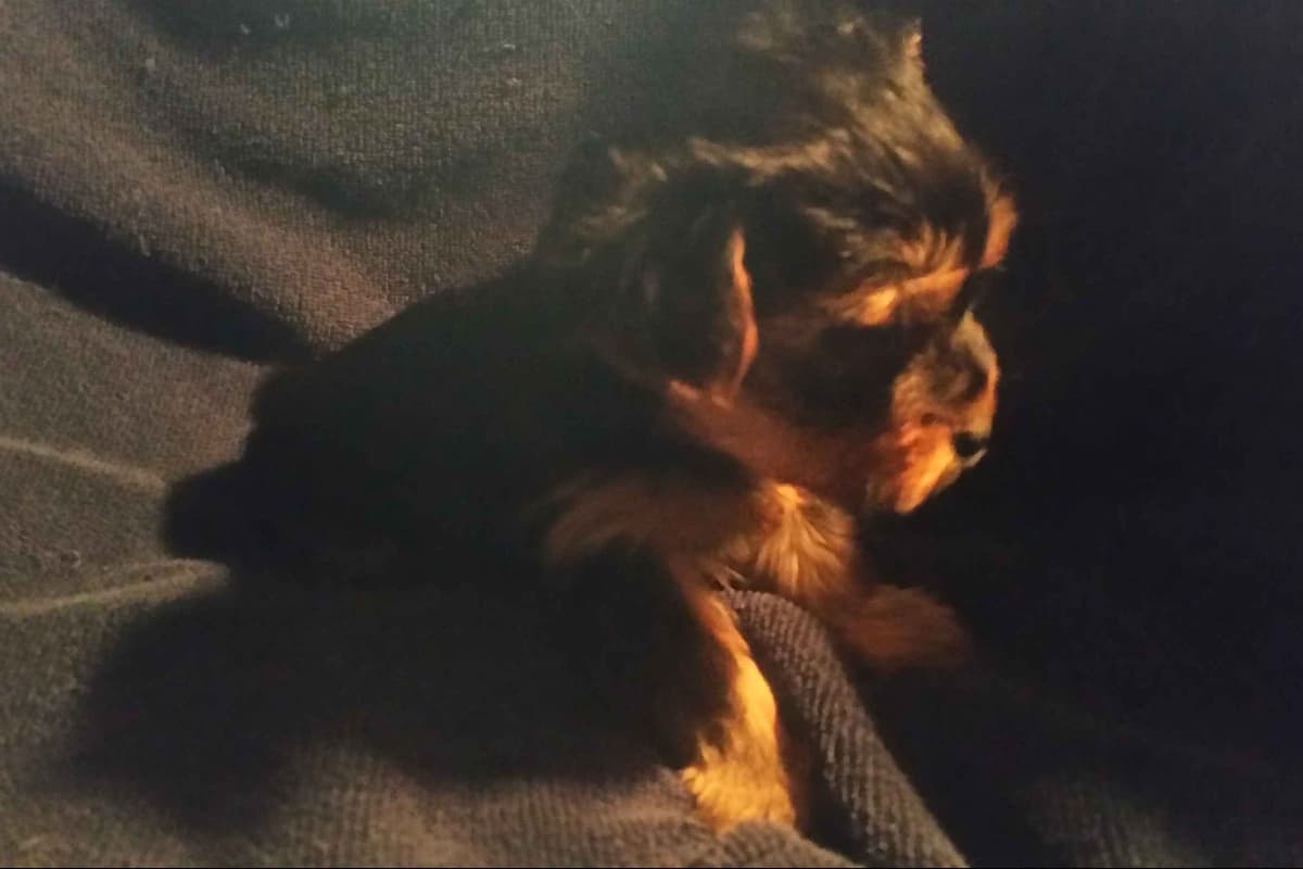 Yorkshire Terrier Puppies breeder image 3