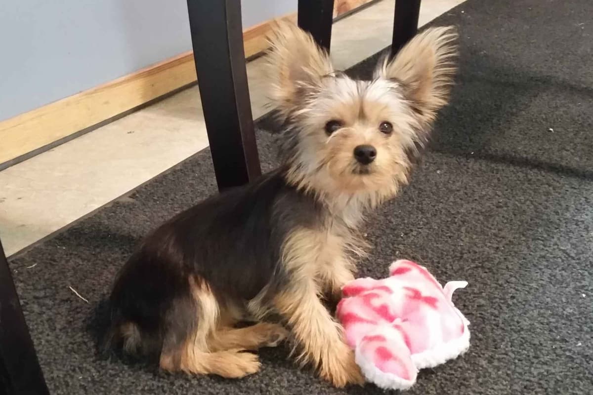Yorkshire Terrier Puppies breeder image 4